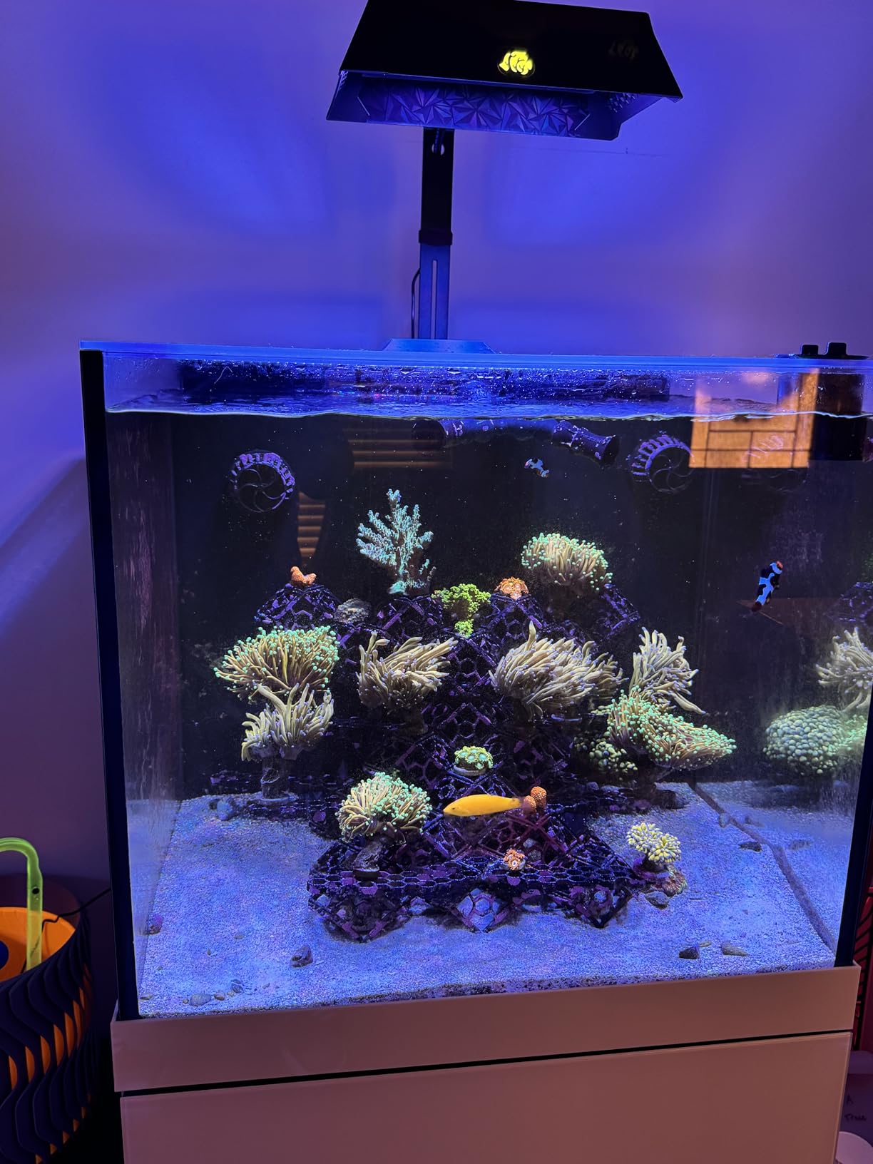 NICREW NavaReef 135 Reef LED Light, 135W Reef Aquarium Lighting for LPS/SPS Corals and Saltwater Fish Tanks, Built-in Timer, Blue Focused Spectrum customer photo 2