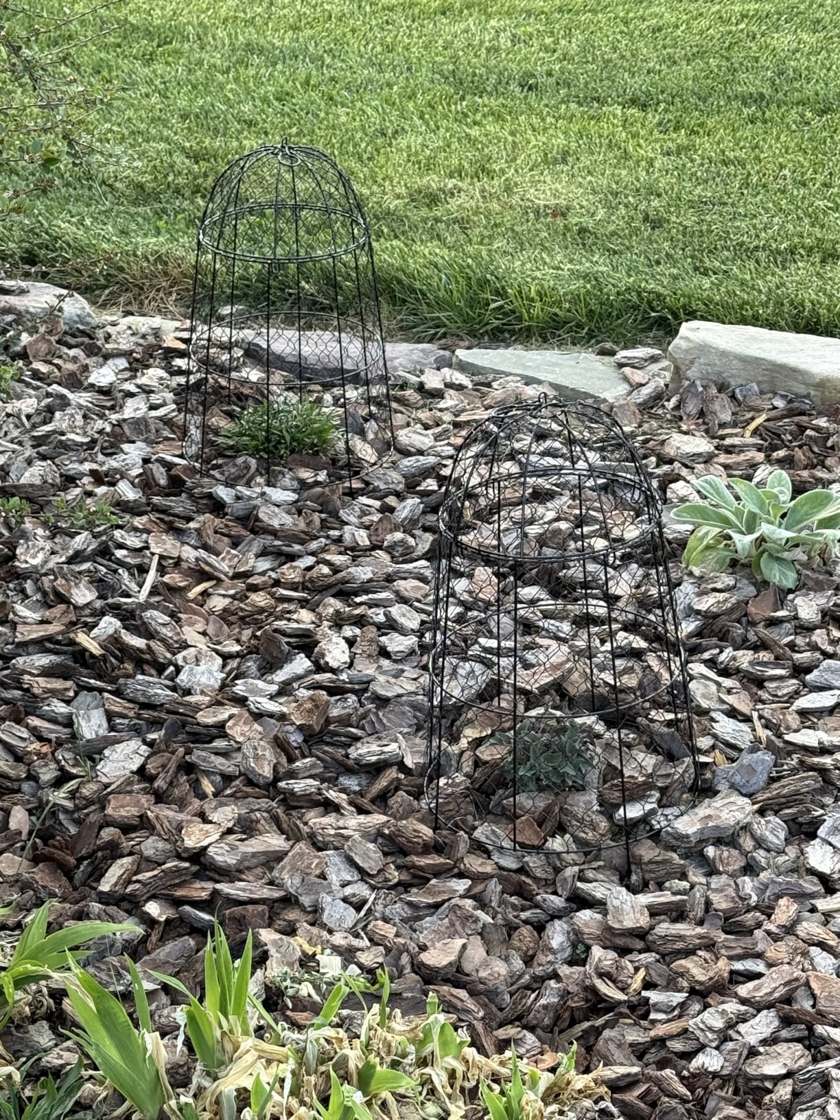 12Pcs garden cloche for plants,20×12.6in large size plant cages for outdoor plants,split design and anti-rust coated chicken wire cloche,sturdy and not easy to deform,plant cages to keep animals out customer photo 1