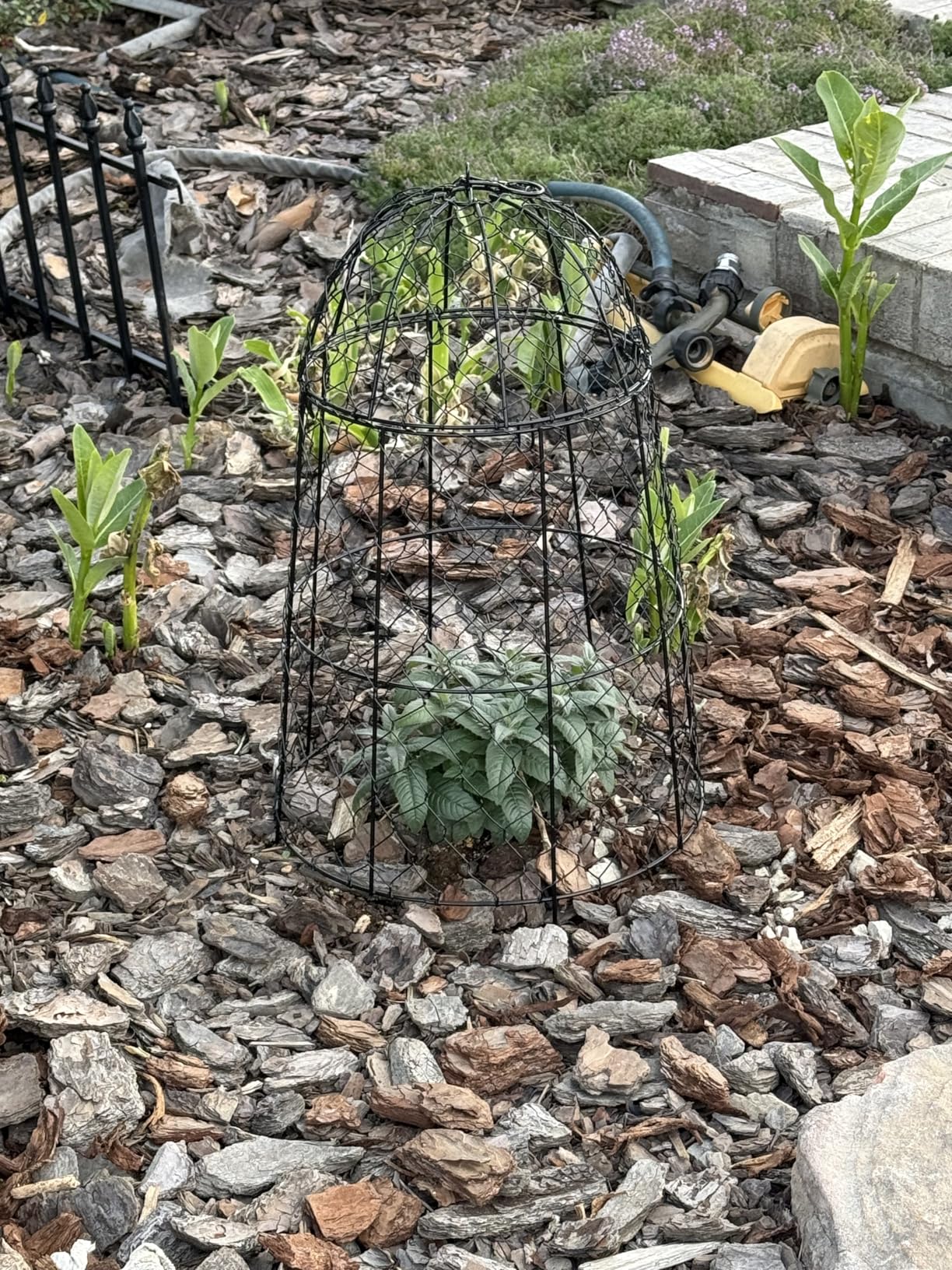 12Pcs garden cloche for plants,20×12.6in large size plant cages for outdoor plants,split design and anti-rust coated chicken wire cloche,sturdy and not easy to deform,plant cages to keep animals out customer photo 2
