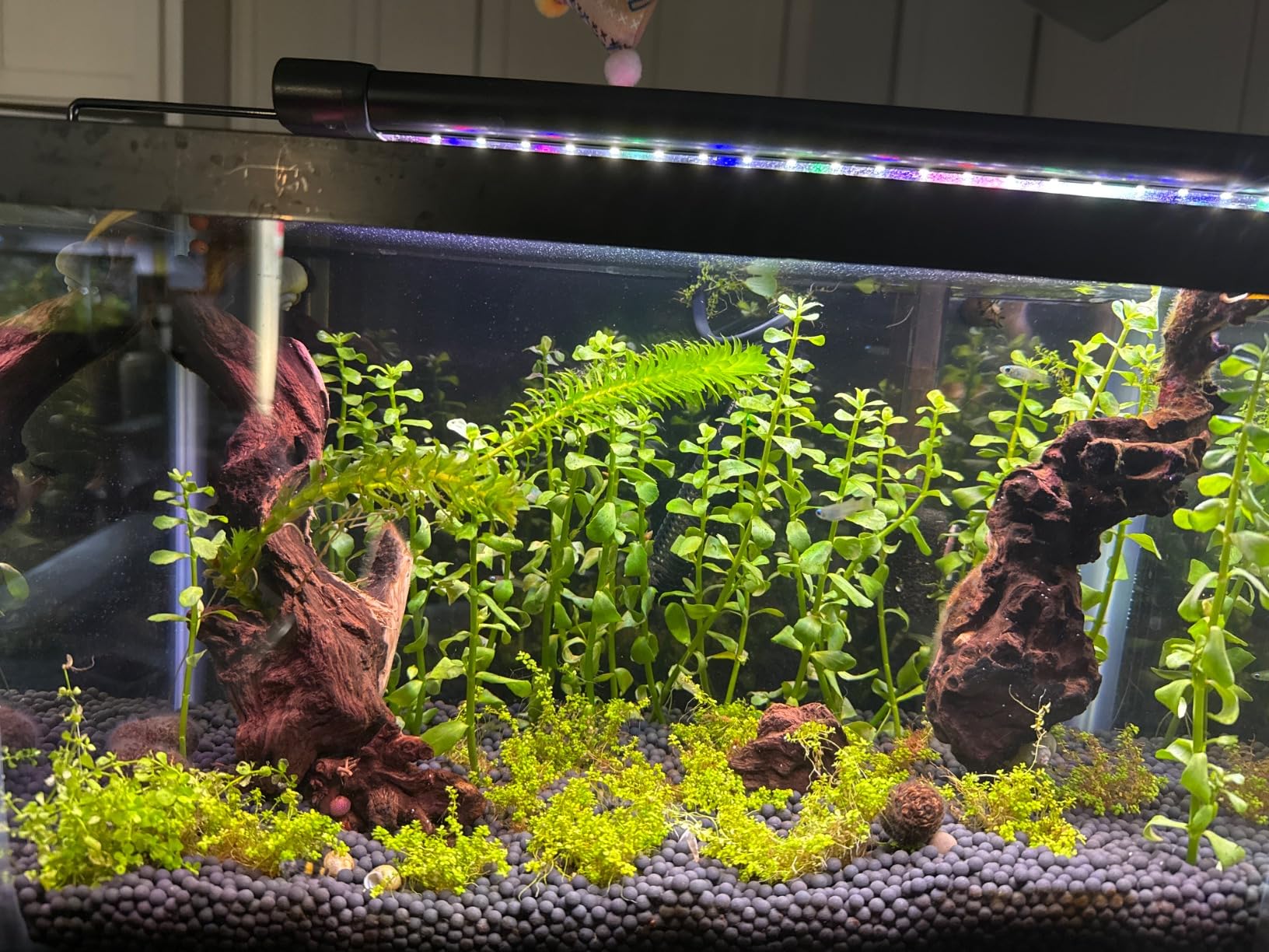 hygger Auto On Off LED Small Aquarium Light 12-17 Inches Dimmable 7 Colors Full Spectrum Fish Tank Light Fixture for Freshwater Planted Tank Build in Timer Daylight Moonlight & DIY Mode customer photo 1