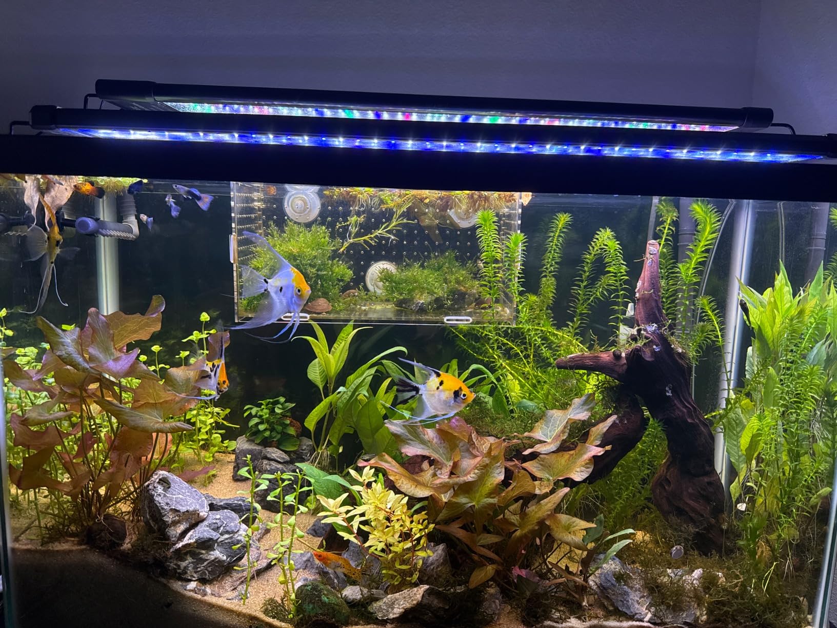 hygger Auto On Off LED Small Aquarium Light 12-17 Inches Dimmable 7 Colors Full Spectrum Fish Tank Light Fixture for Freshwater Planted Tank Build in Timer Daylight Moonlight & DIY Mode customer photo 2