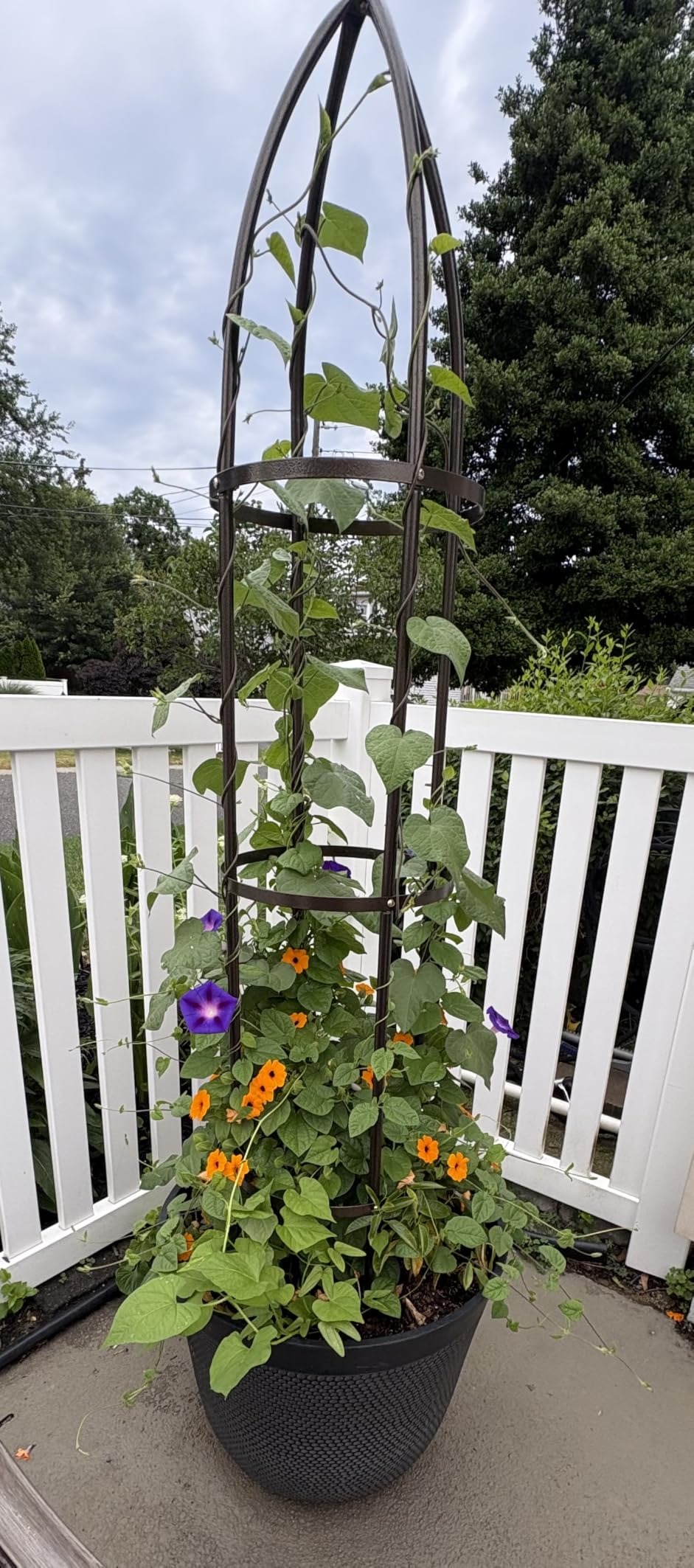 Garden Obelisk Trellis 100% Metal Heavy Duty 5.5 ft for Climbing Vines | Upgraded 16mm Thick Steel Tubes Bronze Rustproof Tower, Medium Plant Support Stands for Flowers, Roses, Clematis & Tomatoes customer photo 1