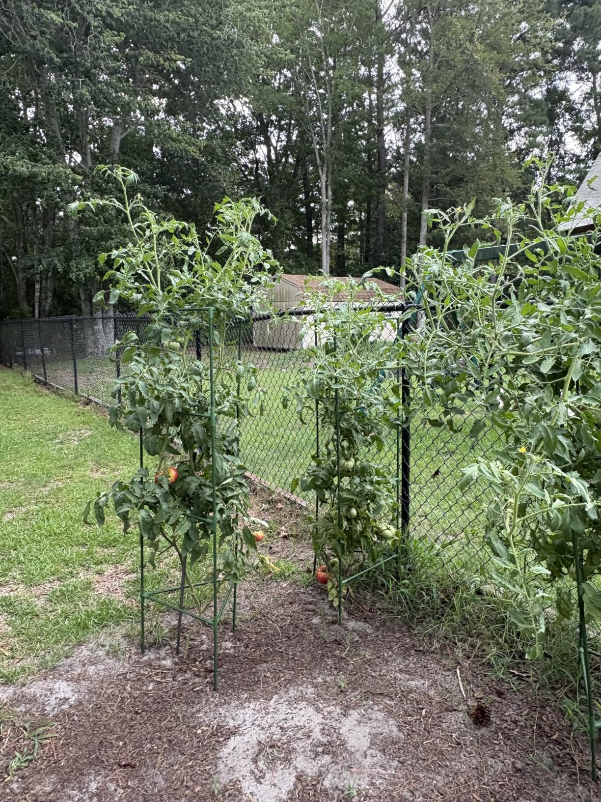 65 Inch 4 Pack Heavy Duty Tall Tomato Cages for Garden | Large Plant Support Stakes for Climbing Plants Heavy Vegetables, Adjustable Tomato Trellis for Outdoor Raised Garden Beds customer photo 2