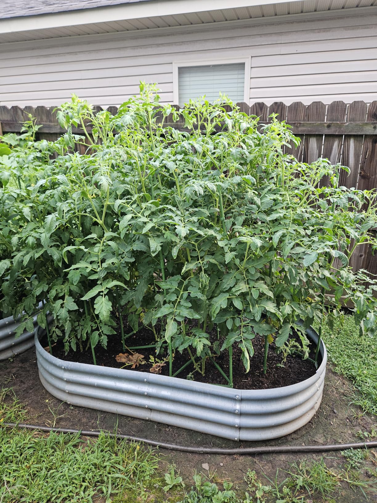 63-Inch Heavy Duty Tomato Cages, 4-Pack Extra Tall Metal Tomato Trellis, Steel Tube Plant Cage for Indeterminate Tomatoes, Cucumbers, Pole Beans - Rust-Proof Coated customer photo 1