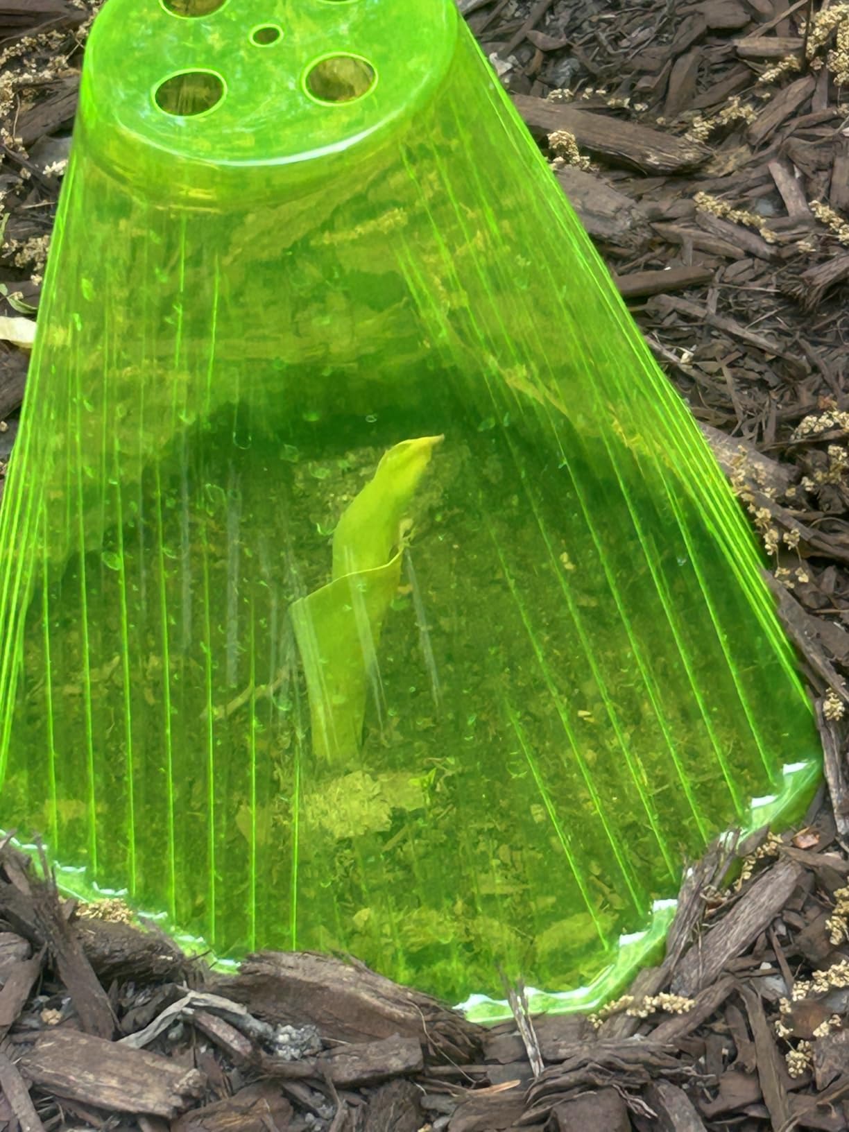 40PCS Garden Cloches for Plants with 80PCS Ground Stakes, Reusable Plant Bell Cover, Plastic Small Plant Seedling Protector Plants Cloches from Animals, Chickens, Birds, Snails & Frost, 7.9