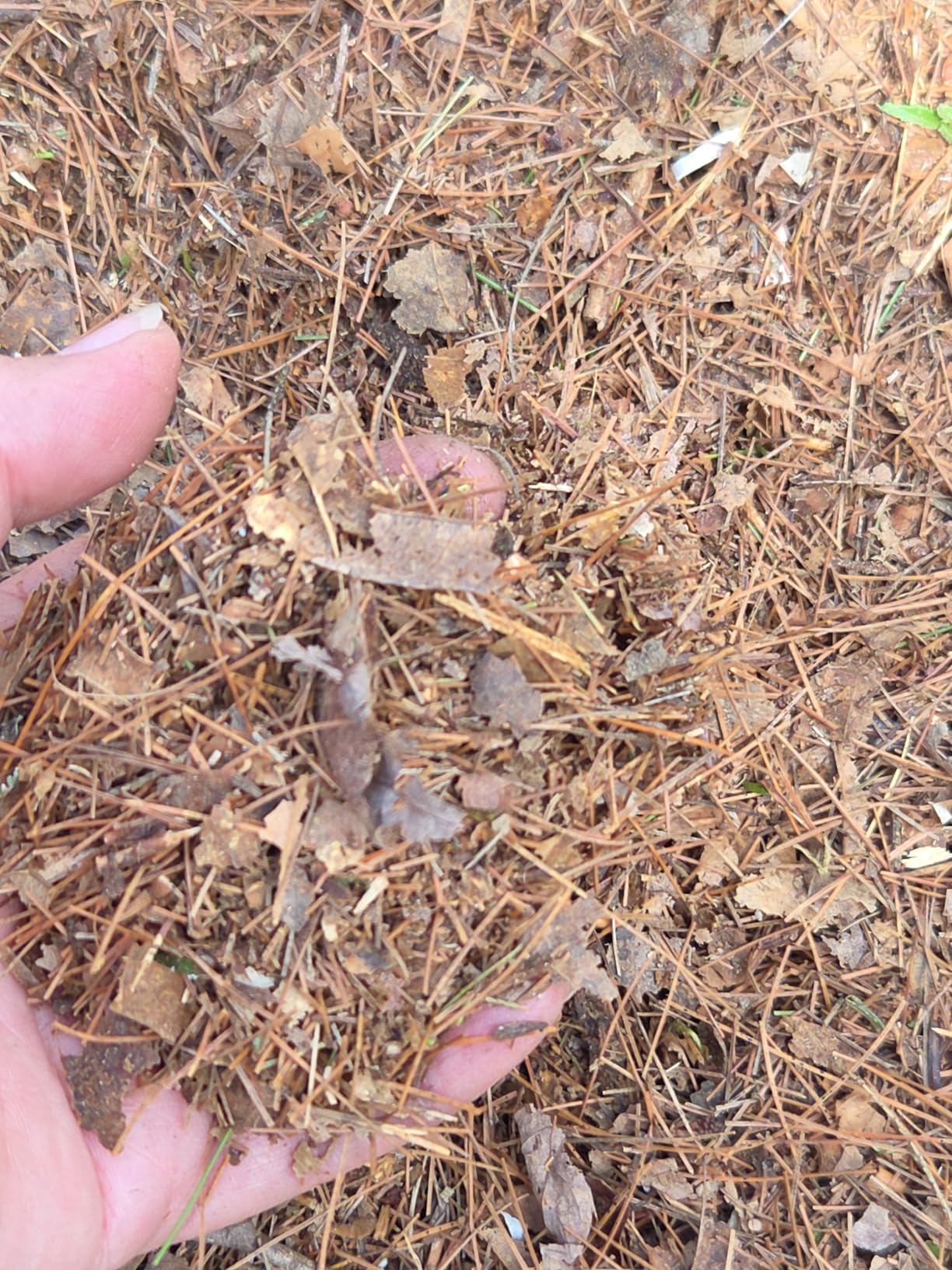 Worx 13 Amp Electric Leaf Mulcher, Leaf Shredder with High-Compression Mulching, Powerful & Compact Yard Waste Shredder, Corded, WG430 customer photo 2