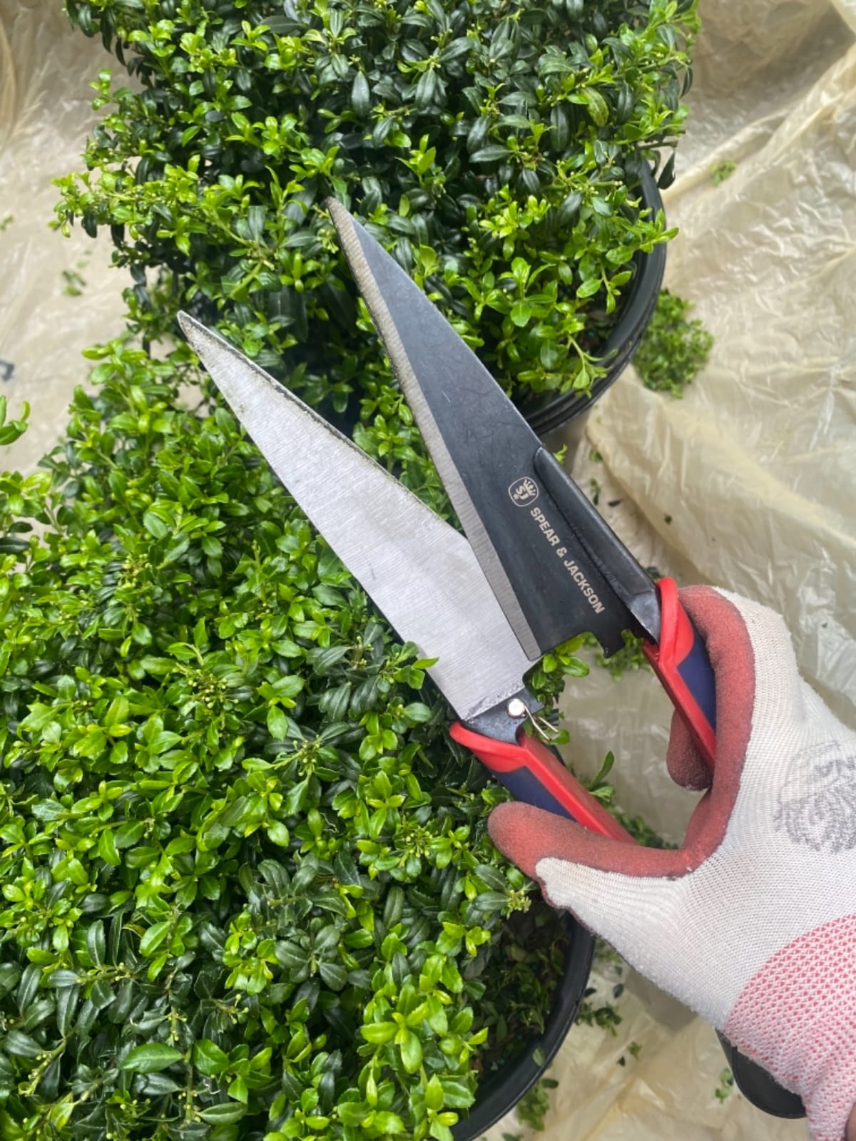 Spear & Jackson Razorsharp Topiary Shears - Precision Garden Shears for Pruning, Shaping, and Trimming Plants customer photo 2