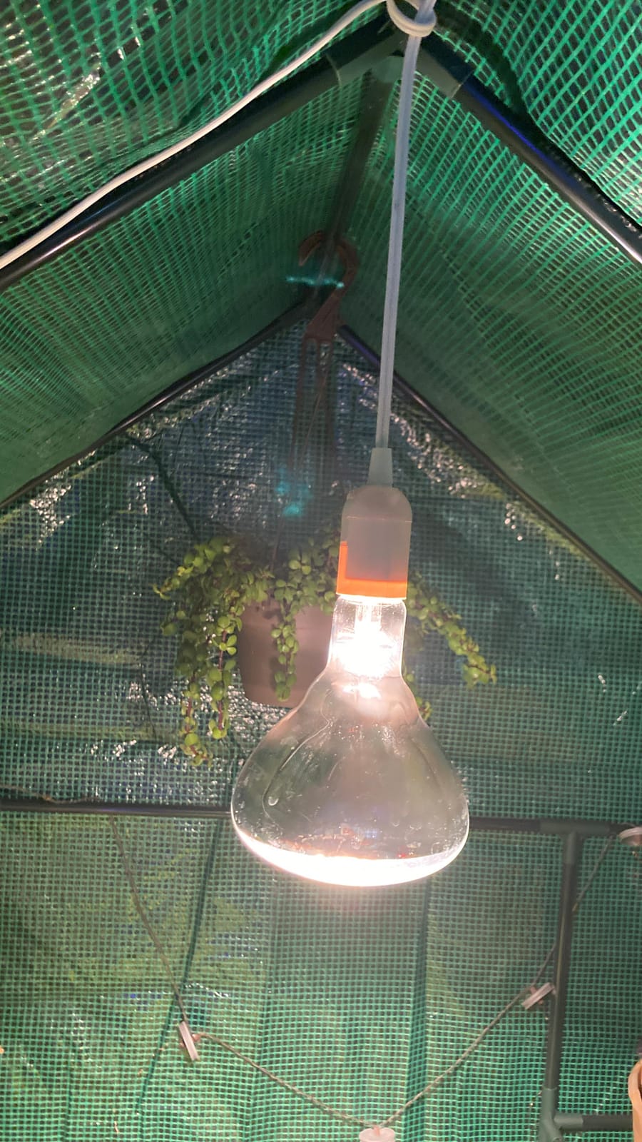 Philips BR40 Heat Lamp Light Bulb: 250-Watt, Infrared, E26 Medium Screw Base customer photo 1