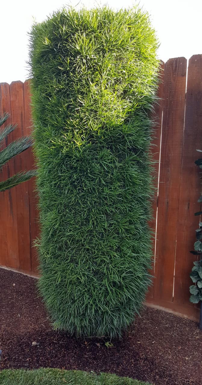 ARS HS-KR1000 Professional Hedge Shears customer photo 2