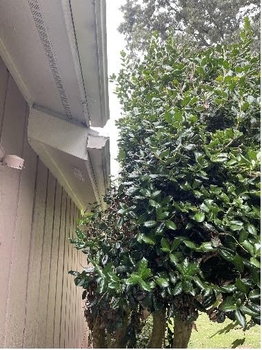Sun Joe Corded Convertible Pole Hedge Trimmer with Dual Blade, SJH904E | 19 Inch, 4.5-Amp Motor - Lightweight & Portable Trimming Machine for Lawn and Garden Care customer photo 1