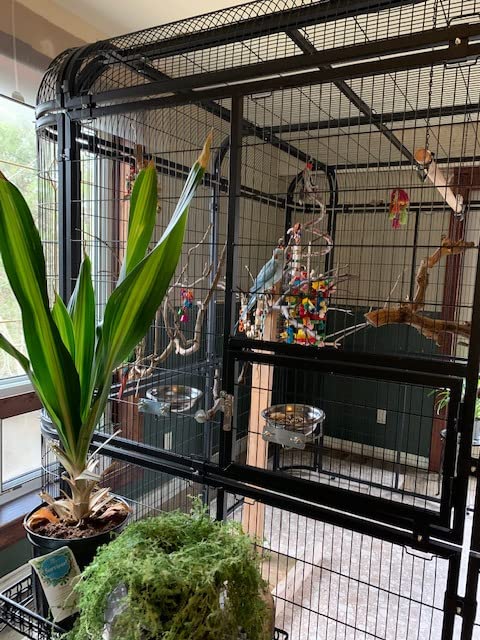 Large Walk-in Cages Heavy Duty Bird Cage Outdoor Aviary Parrot Macaw Conure Lovebird Pet House Finch Parakeet Cockatiel Birdcages Black customer photo 2