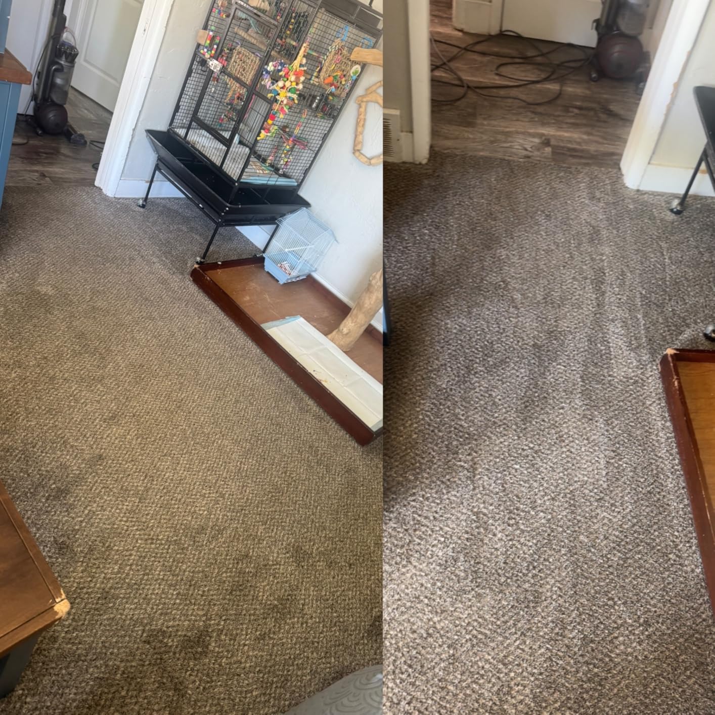 Rug Doctor Mighty Pro X3 Commercial Carpet Cleaner with Oxy Cleaner Pack | Includes 48 oz Oxy Carpet Cleaning Solution Removes Wine, Mud, Vomit and other Tough Stains customer photo 1