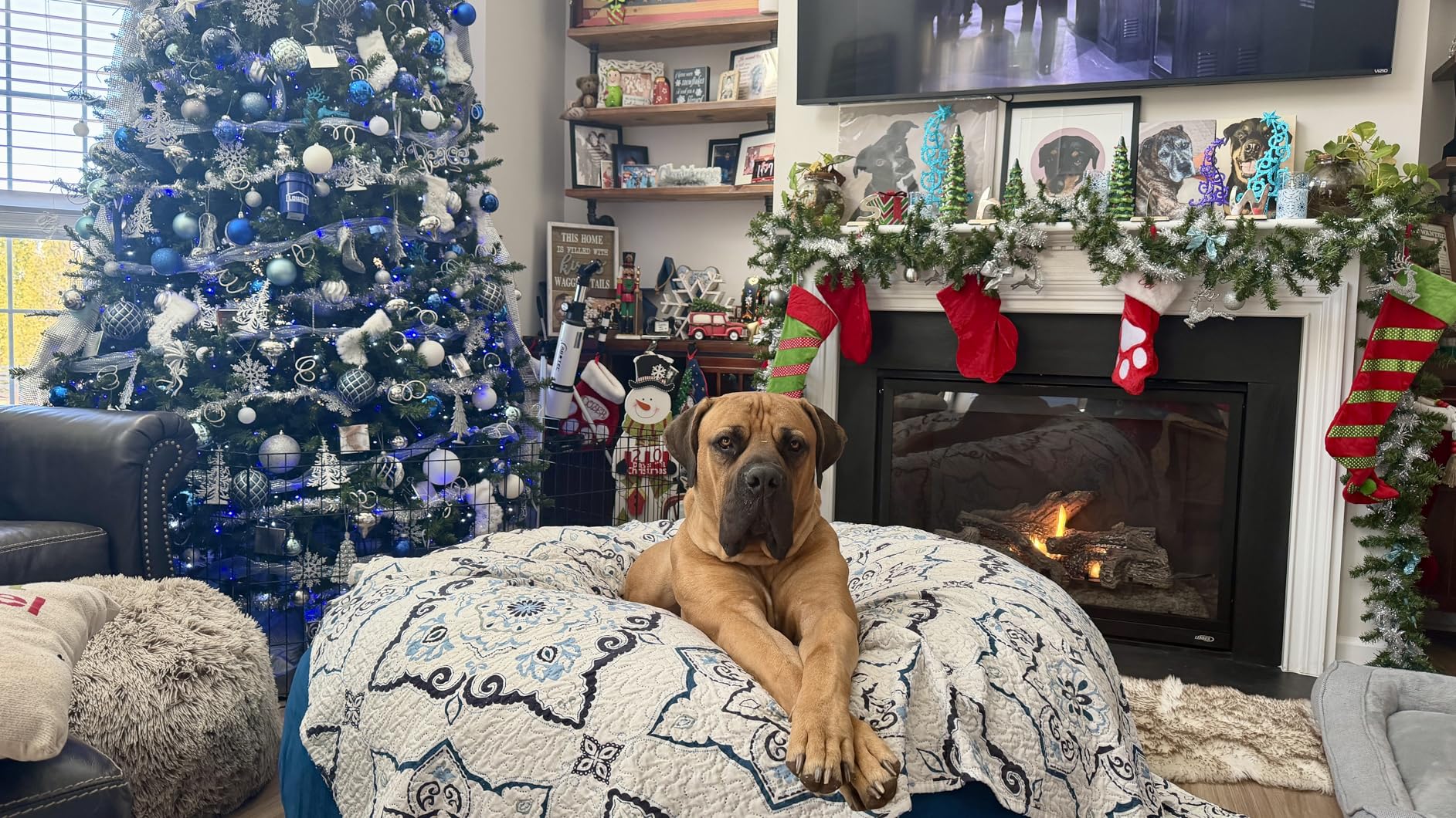 Bean Bag Chair: Giant 5' Memory Foam Furniture Bean Bag Chair for Adults with Microfiber Cover 5Ft (Blue) customer photo 2