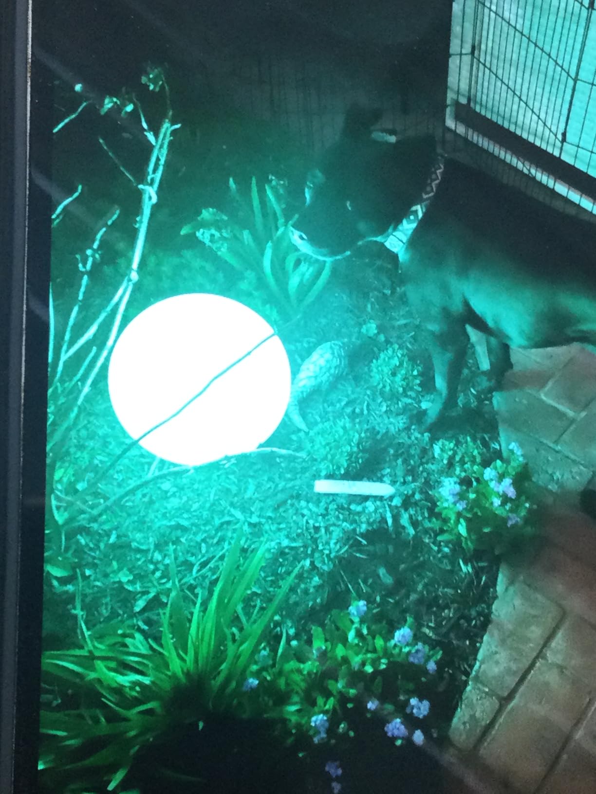 infray 12-Inch LED Ball Light, Solar Rechargeable Globe Light Color Changing Solar Globe Lamp IP67 Waterproof Outdoor Garden RGB Orb Light for Patio Pool Yard Bar Party Decorative Lighting customer photo 2