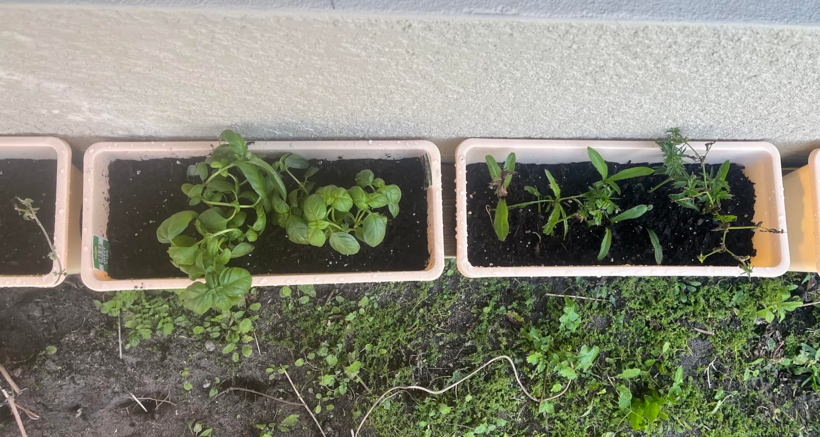 Oliz Window Box Planter 8 Pcs, 17 Inches Rectangle Flower Pots with Drainage Holes & Trays, Vegetable Planters for Windowsill Patio Garden Balcony Home Indoor Outdoor (White, 16 * 7 * 6 inch) customer photo 2