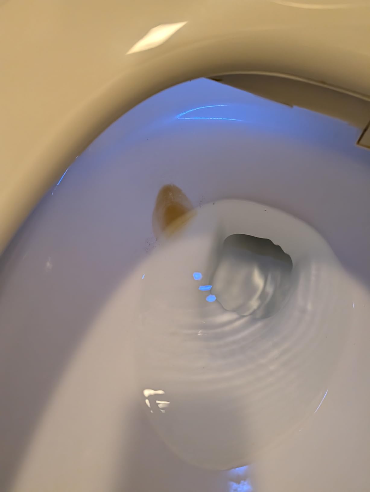 Heated Bidet Toilet Seat with Remote, Auto Open Lid, Elongated | Dryer, Four Cleaning Modes, Self-Cleaning Nozzle, Adjustable Angle & Pressure, Night Light, Eco, Silent Mode, Wider Seat customer photo 2