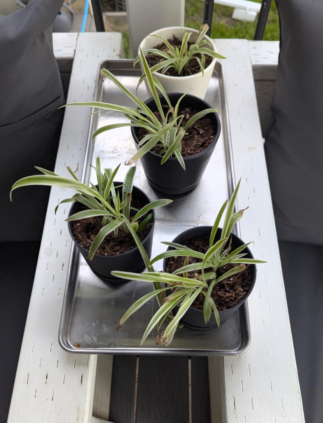 Metal Trays for Harvest Right Freeze Dryer, Large Freeze Dryer accessories | Compatible with Harvest Right Freeze Dryer Large Trays (6 Pcs) + 22 Original Tray Stackers Included, 2-year warranty customer photo 1