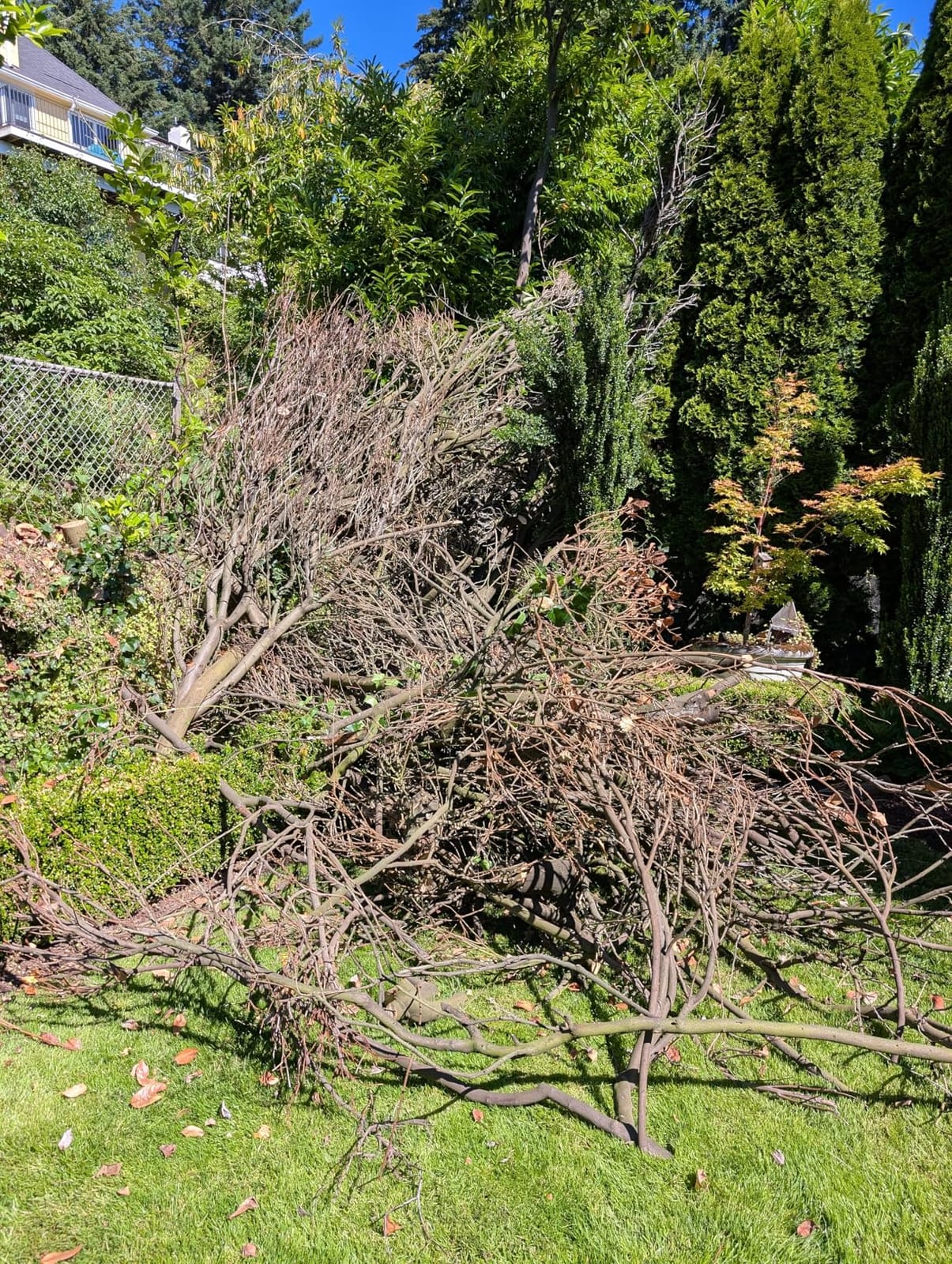 Ecarke 2-in-1 Electric Pole Saw Compatible with Dewalt 20V Battery, 6 Inch Mini Chainsaw Brushless Tree Trimmer with Extension Pole, 16FT Max Total Reach, Tree Saw for Trimming Pruning (Tool Only) customer photo 1