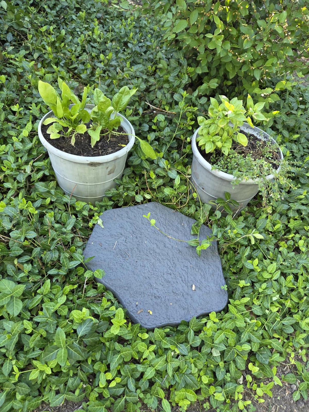 Arcadia Garden Products Set of 4, 16x17