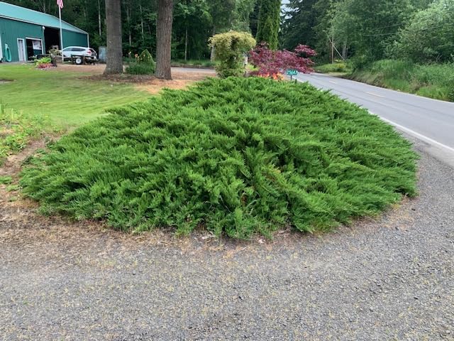 MZK 20V Cordless Hedge Trimmer, Bush & Shrub Cutter, 23-Inch Blade | Cordless hedge trimmer with extension pole for tall hedges, shrubs, garden edges, and overhead trimming. customer photo 1
