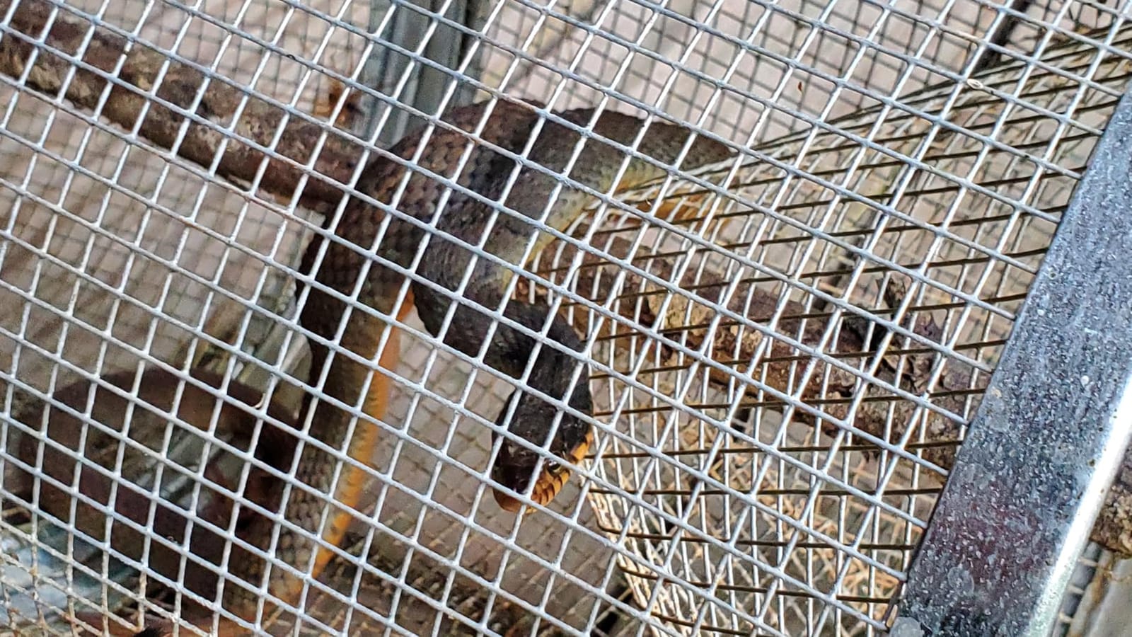 Gee-Feets G-40 Minnow Trap customer photo 2