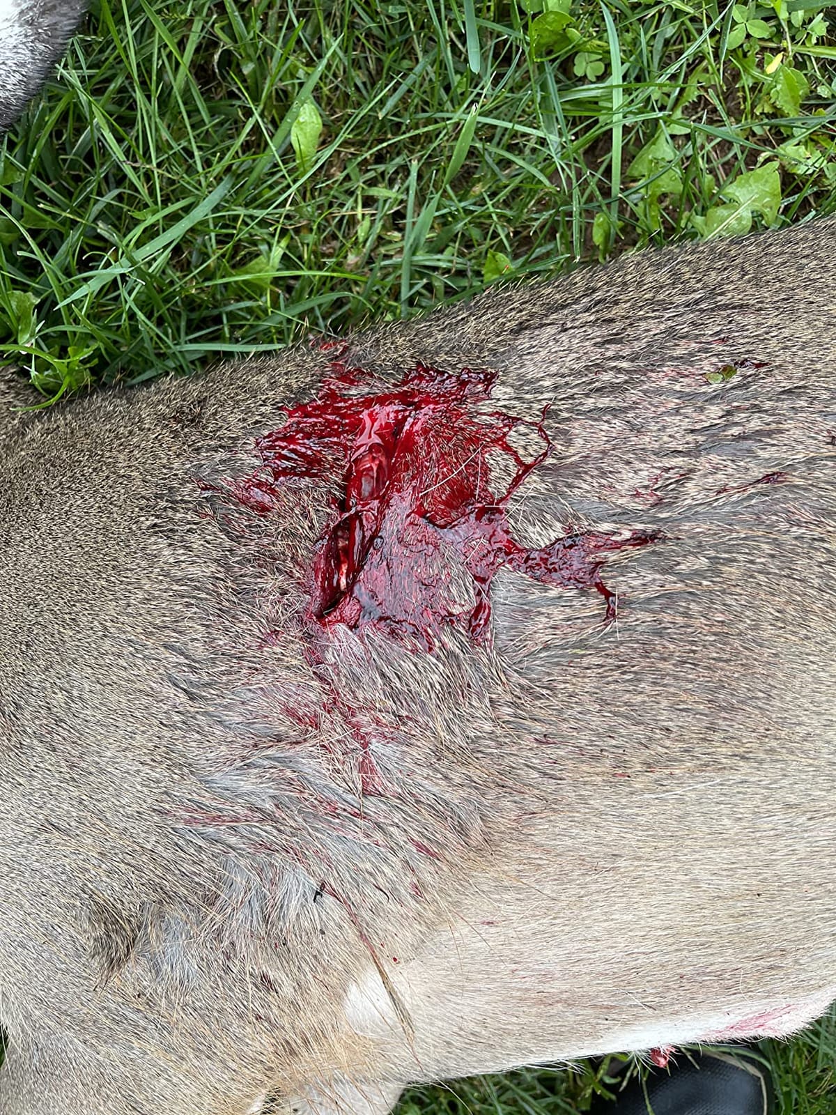 Rage Chisel Tip 2 Blade Broadhead, 100 Grain with Shock Collar Technology - 3 Pack (65100) customer photo 1