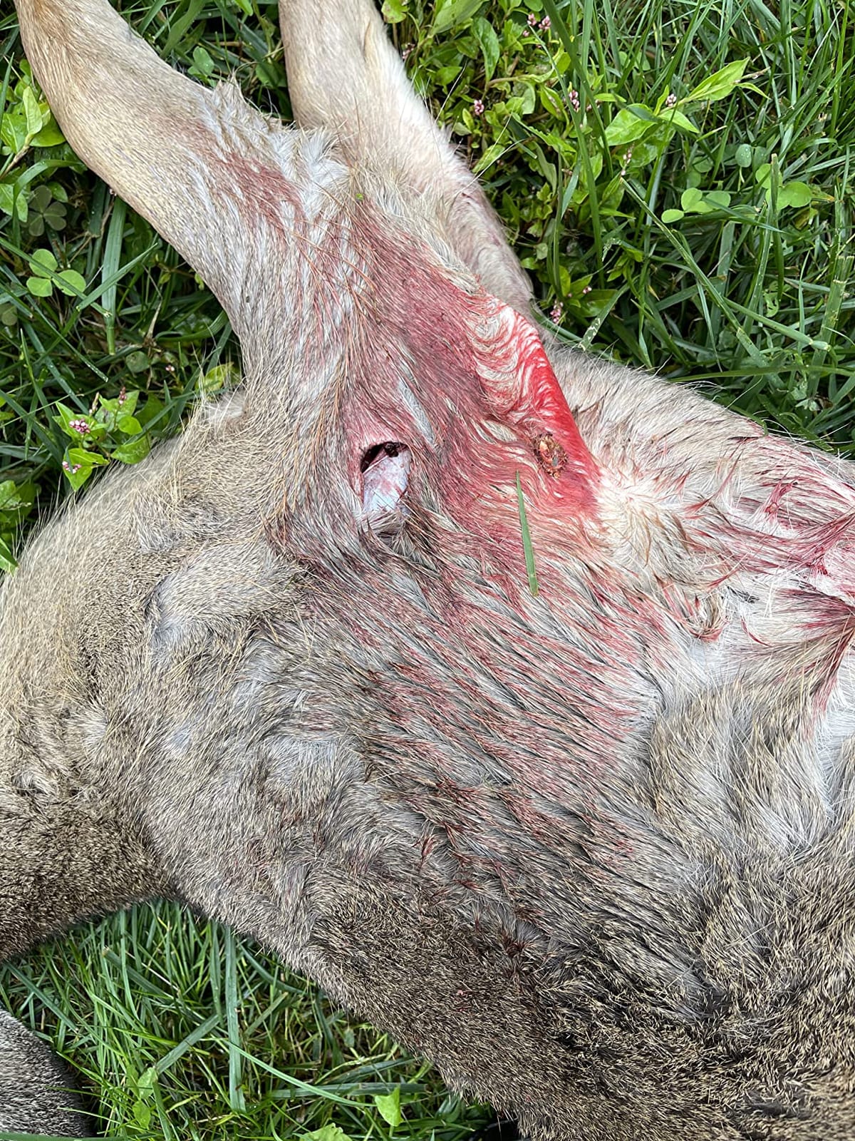 Rage Chisel Tip 2 Blade Broadhead, 100 Grain with Shock Collar Technology - 3 Pack (65100) customer photo 2