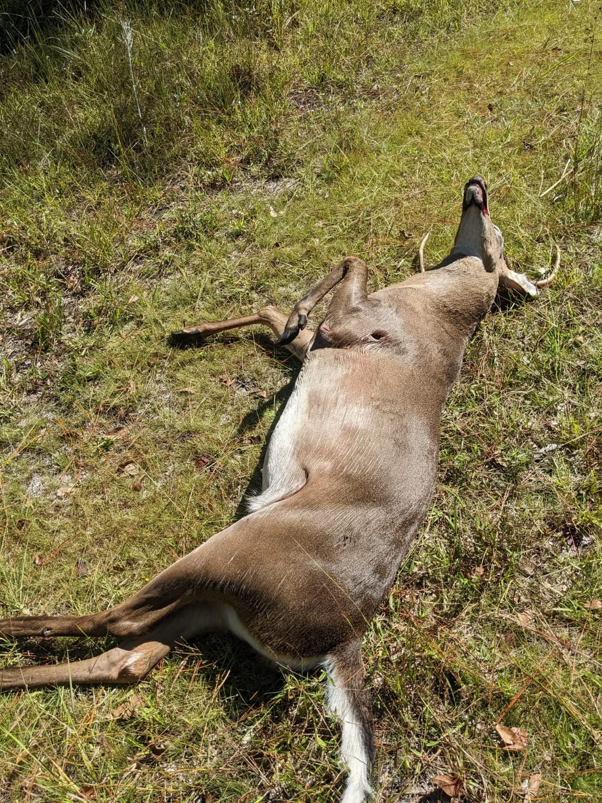 Grim Reaper Fixed & Mechanical Broadheads 100 & 125 Grain Hunting customer photo 1