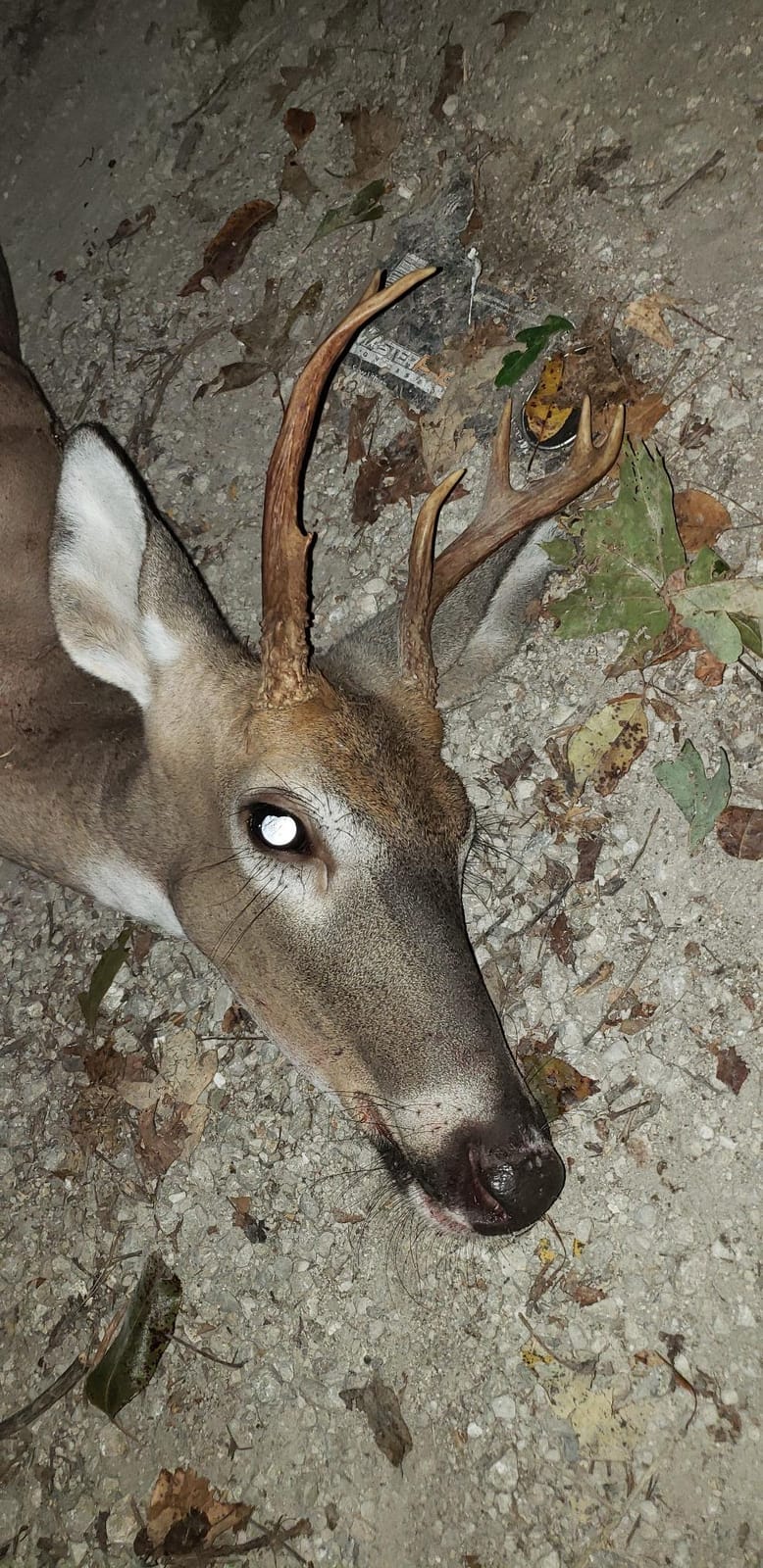 Grim Reaper Fixed & Mechanical Broadheads 100 & 125 Grain Hunting customer photo 2
