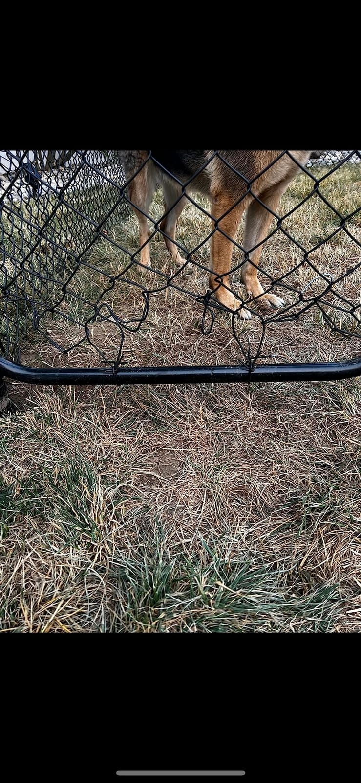 Black Coated Chain Link Garden Walking Fence Gate 48-inch Overall Height by 32-inch Frame Width (Fit a 36-inch Opening), 1 Pack No-Assembly Chain Link Walk-Through Gate customer photo 2