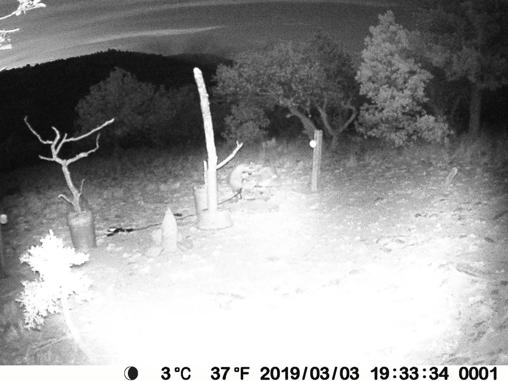 BLAZEVIDEO Trail Camera 64MP 1296P Video, 940nm No-Glow Night Vision, 70° Focused PIR Detection (Fewer False Alerts), 0.3s Trigger, Motion Activated IP66 Game Cam for Outdoor Wildlife & Yard Security customer photo 1