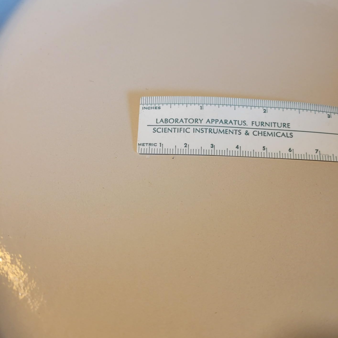 Lodge Essential Enamel Cast Iron Braiser, 3.6 Quart, Oyster White customer photo 2