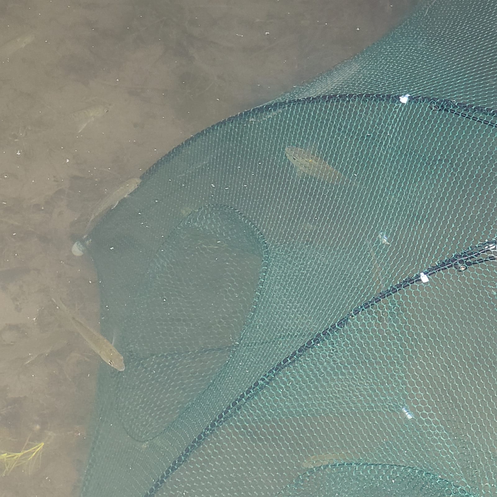 2 Pack Minnow Trap, Crawfish Trap, Crab Trap, Umbrella Fishing Net | 8-hole lightweight & foldable mesh customer photo 2