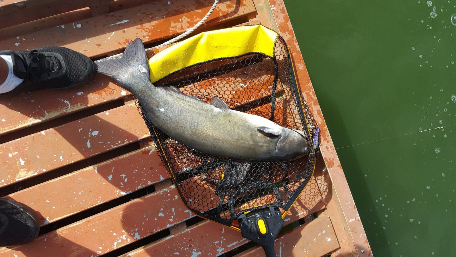 Frabill Trophy Haul Nets customer photo 1
