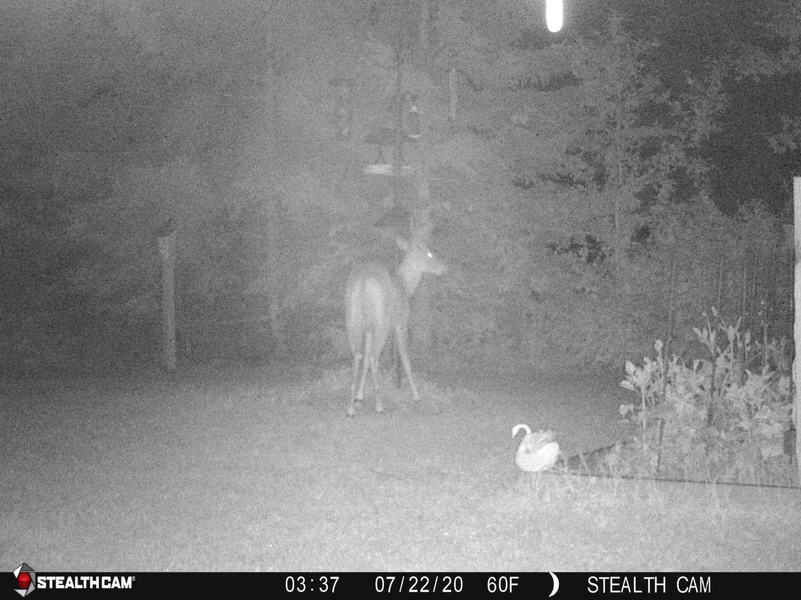 Stealth Cam 2020 G42NG 24MP No-Glow Flash Bundle (Kryptek Camo) customer photo 1