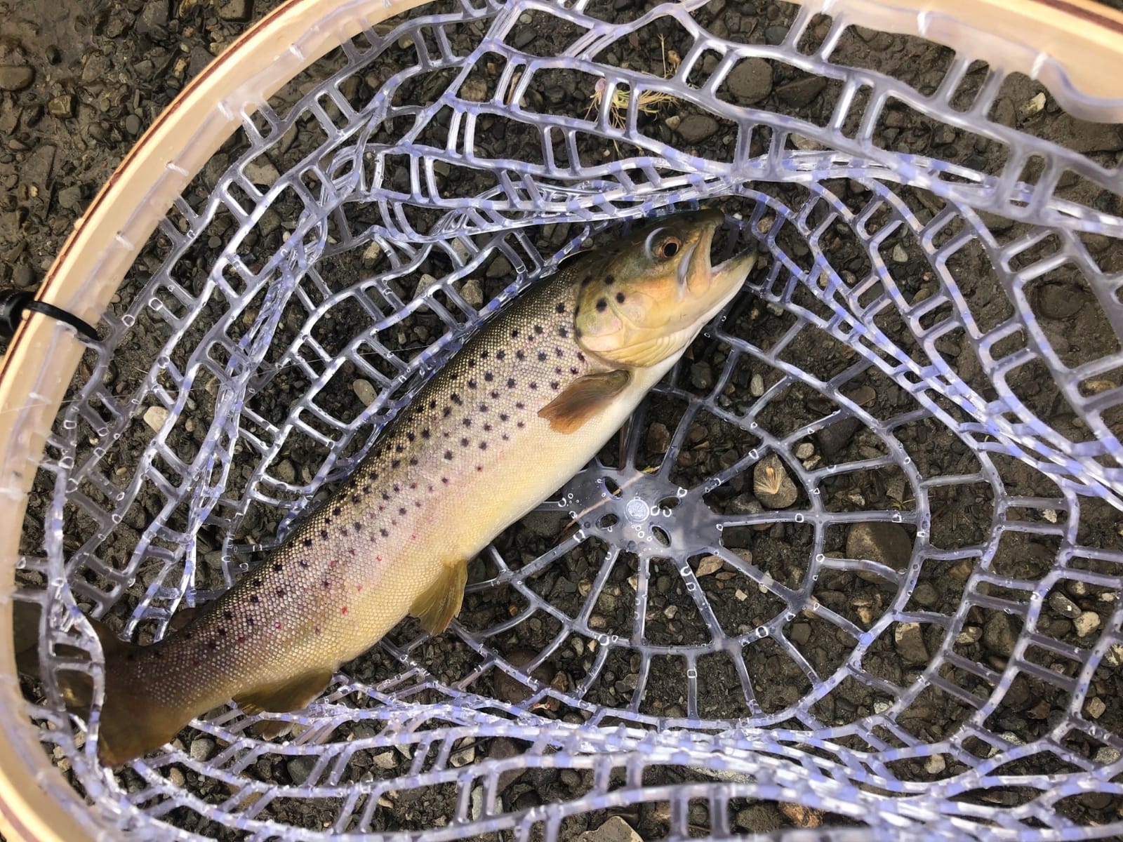 PLUSINNO Fly Fishing Net, Wooden Frame Fishing Landing Net with Magnetic Release, Soft Rubber Mesh Net for Trout Bass Catch and Release customer photo 2