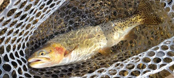 SF Fly Fishing Landing Net Soft Rubber Mesh Trout Net Catch and Release Net customer photo 1
