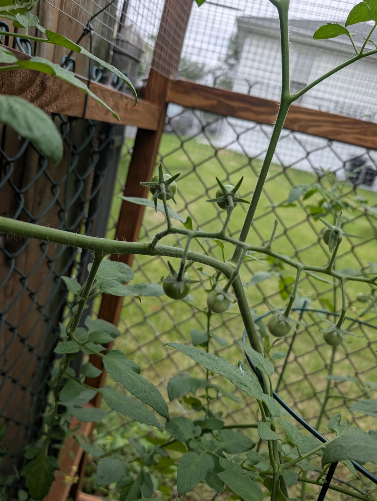 Land Guard 19 Gauge Hardware Cloth, 1/2 inch Chicken Wire Fence, Galvanized Welded Cage Wire Mesh Roll Supports Poultry Netting Cage Fence… customer photo 1