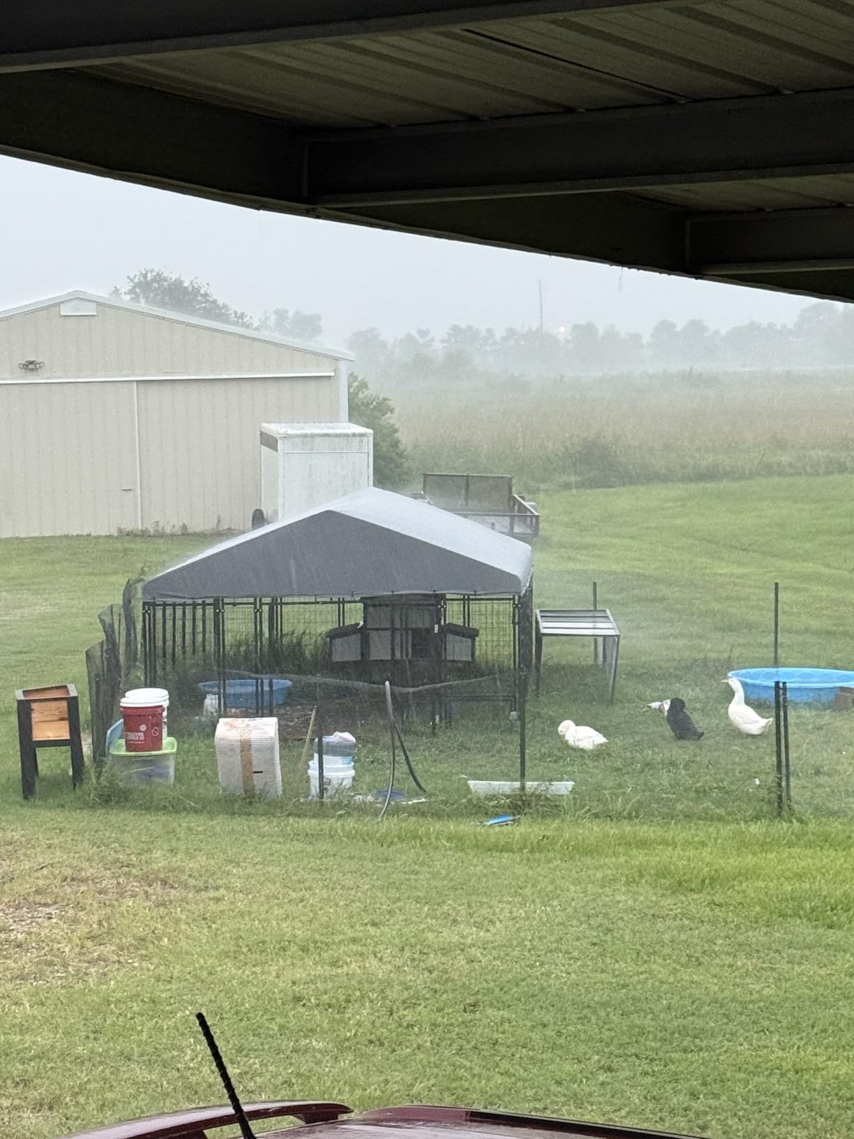 Land guard 48 inch×100 ft Black Vinyl Coated Hardware Cloth, 19 Gauge 1/2 inch Black PVC Hardware Cloth, Welded Wire Fence Supports Poultry Netting Cage Fence………… customer photo 1