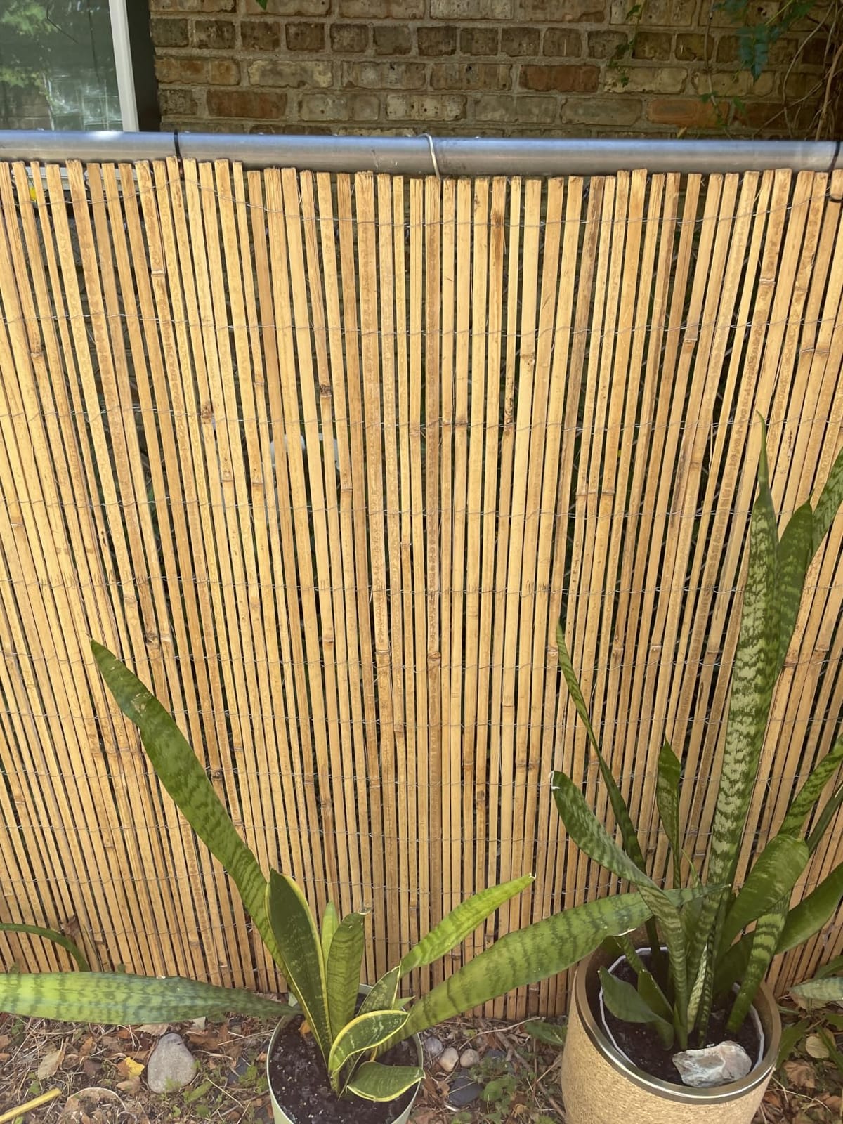 FOREVER BAMBOO Natural Bamboo Fencing Decorative Rolled Fence Panel 0.75 in D x 6 ft H x 8 ft L customer photo 1