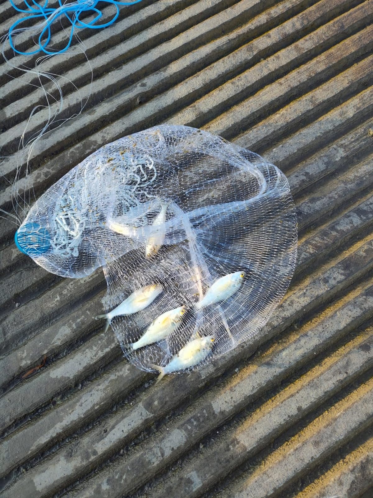 Yeahmart American Cast Net, 3-10ft Radius Casting Net with 3/8 Inch Mesh | Cast Nets for Fishing with Zinc Sinkers & Shrimp Pot, Saltwater & Freshwater, Prevents Live Bait Escape, Fast Sinking customer photo 1