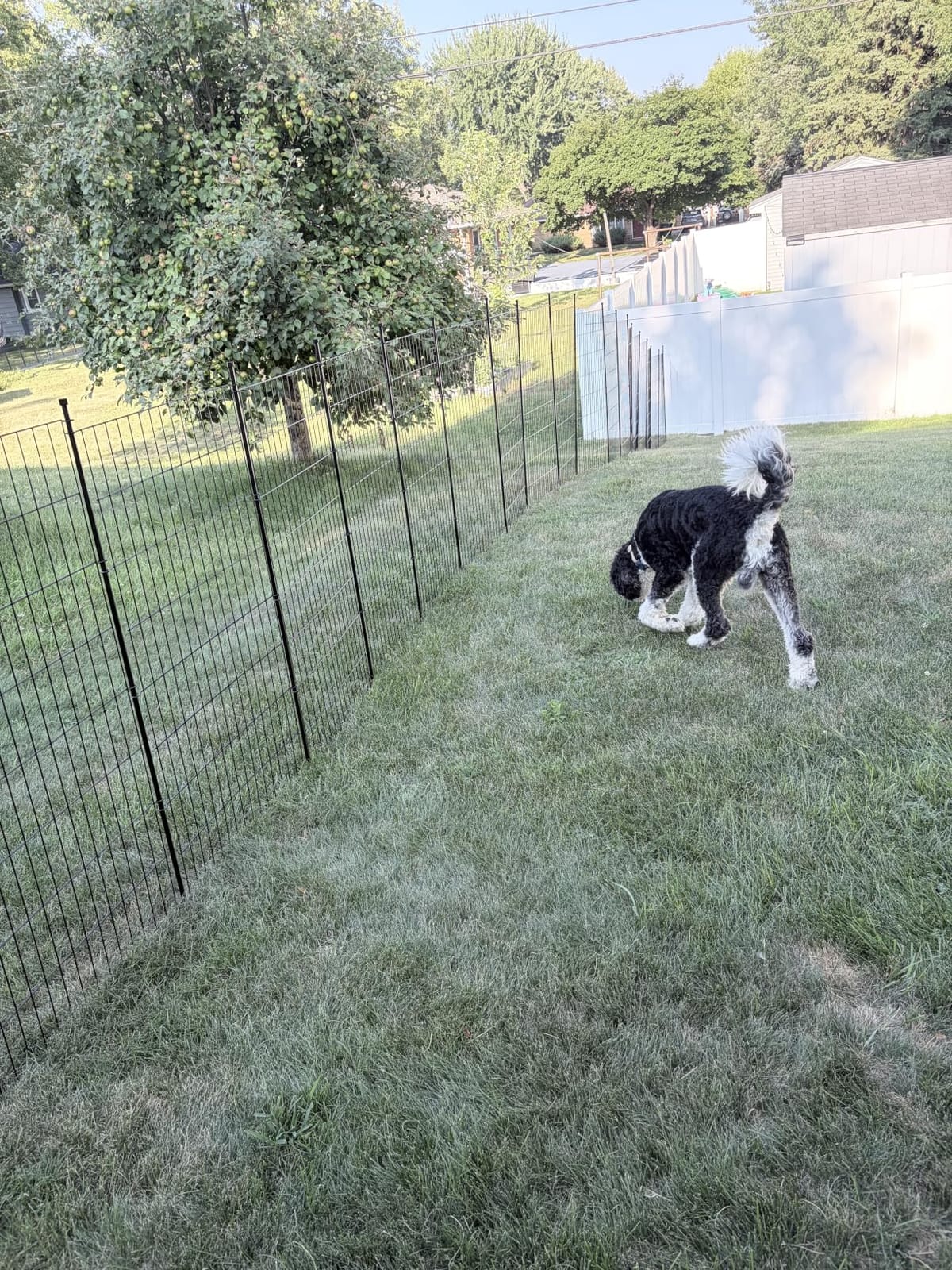 No Dig Garden Fence Outdoor for Yard, 32in (H) x 23.6ft(L) customer photo 1
