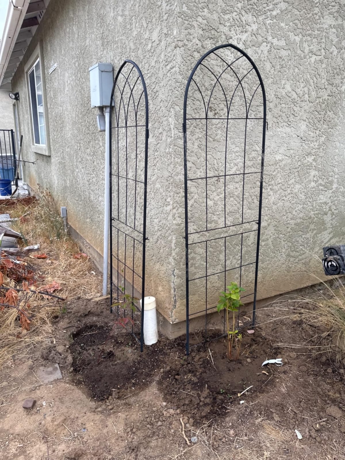 2 Pack 71x20in Rustic Iron Arch Decoration Garden Trellis with Black Metal Coating - Perfect for Supporting Climbing Plants Outdoor, Roses, Vines, Flowers, and Vegetables customer photo 2