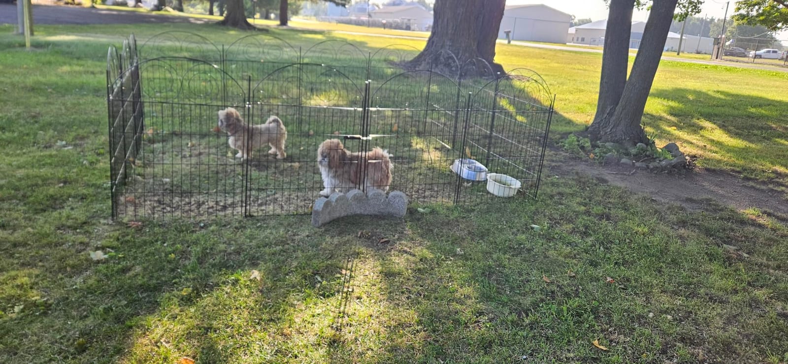 Getlay Tall Garden Fence Animal Barrier with Gate, 36 in(H) 14 Panels Garden Fences and Borders for Dogs, Dog Fence Outdoor for Yard, Total Length 30.6 Ft Metal Temporary Fencing│Patented customer photo 2