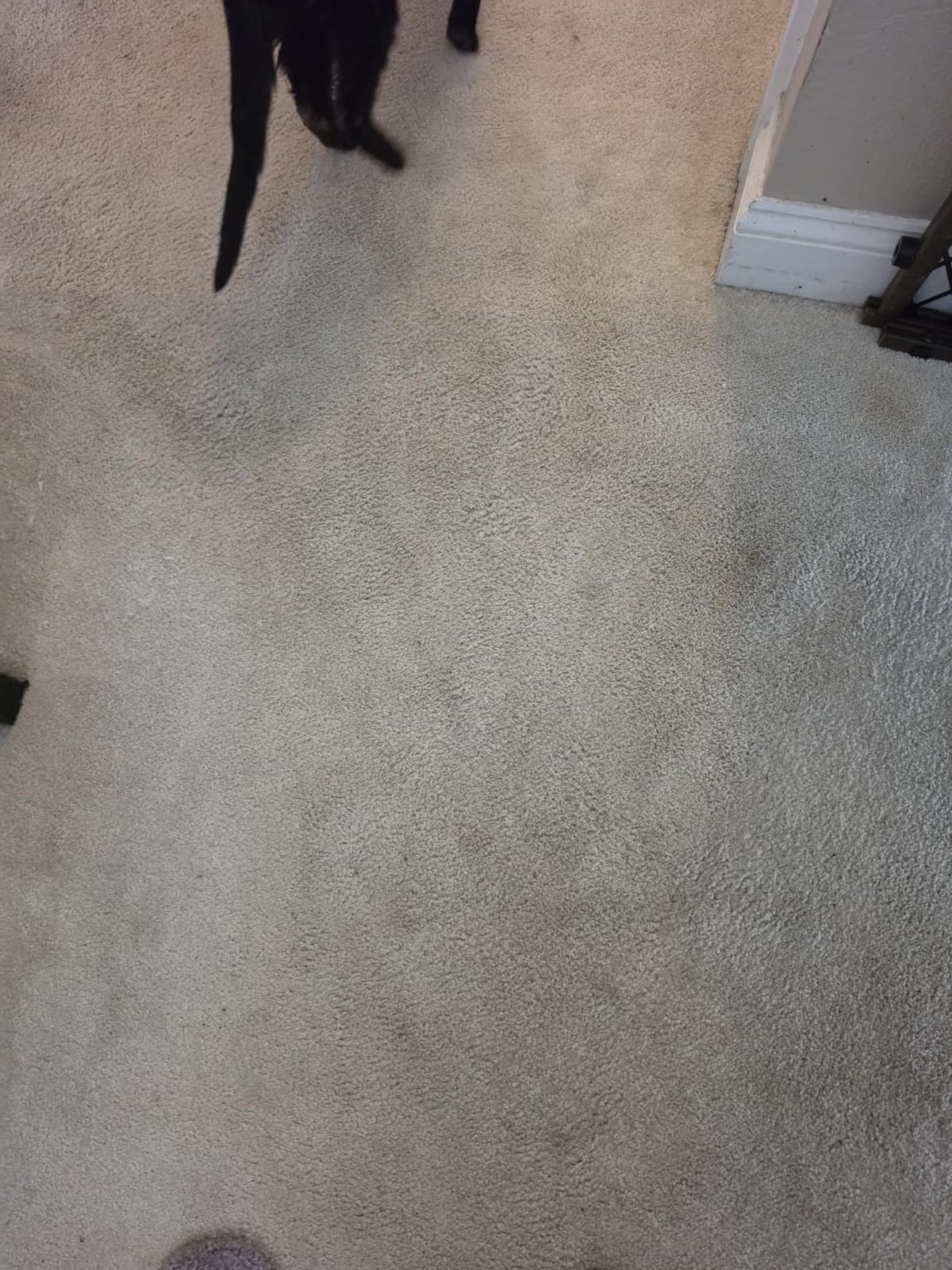 Little Green Max Pet SmartMix Carpet Cleaner, 38572 customer photo 1