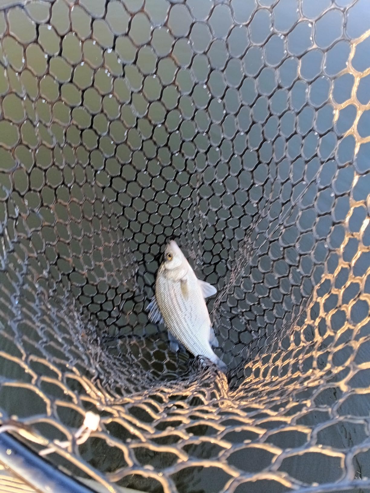 High Strength Large Landing Net, Fishing Net with Long Telescoping Handle | Soft Rubber Mesh, 60 in Max Length, 23 x 18 in Hoop, Ideal for Boat, Pier, River Angling customer photo 1