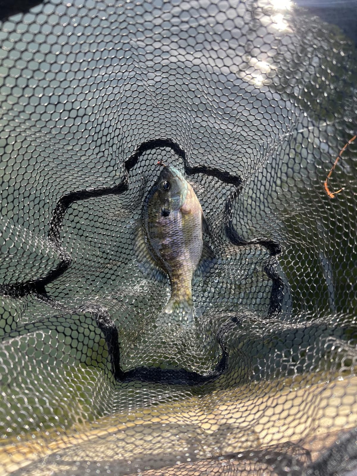Fly Fishing Net - Collapsible Foldable Tenkara Kayak Landing Net for Trout & Backpacking, Ultralight Compact Hiking Fishing Net with Rubber Coated Mesh for Catch & Release customer photo 1