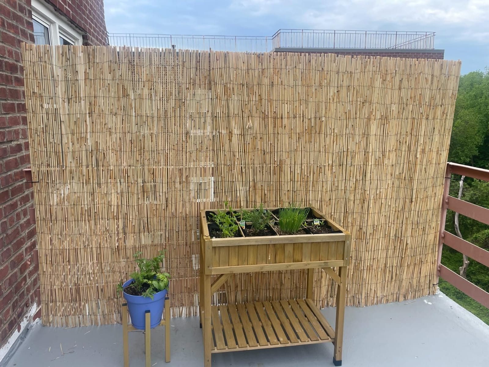 Forever Bamboo Jumbo Reed Natural Bamboo Screen Fencing Privacy Fence Backyard Divider Decorative Reed Garden Fencing 72 in H x 192 in L customer photo 2