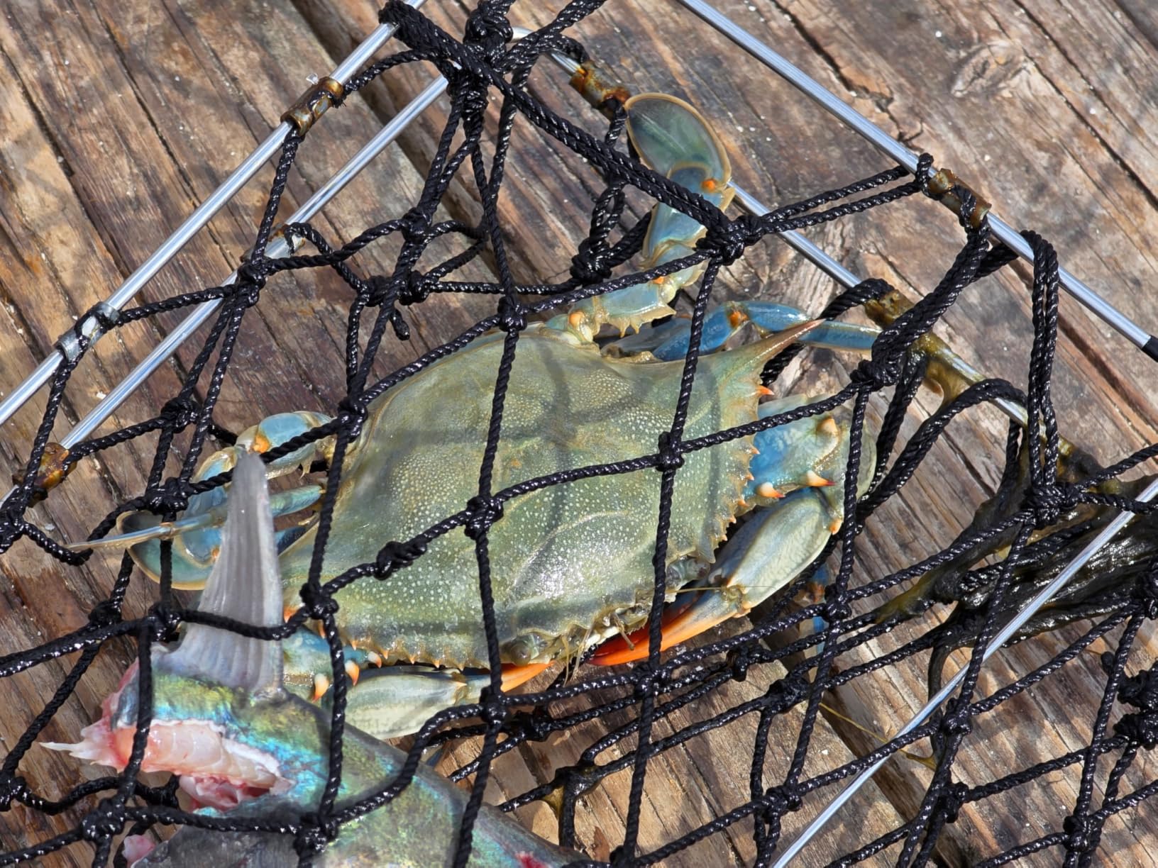 QualyQualy Castable Crab Trap Kit Foldable Crabbing Net w/Rope & Bait Clip | Crab Snare/Pots/Traps For Blue Crabs, Dungeness, Portable Crabbing Equipment customer photo 1