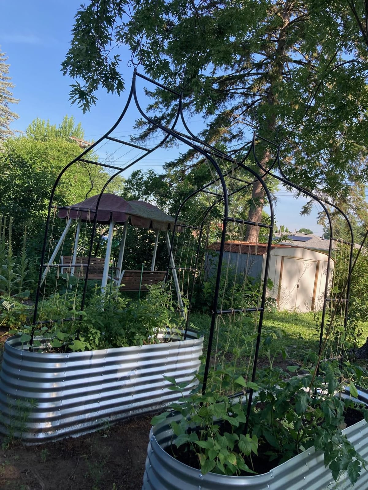 Thick Gothic Pointed Metal Garden Arch Rust-Proof for Climbing Vines Roses | 8.5 ft H x 4.8 ft W, 16mm Steel Tube Arbor for Plants, Clematis, Jasmine, Party Decor for Wedding, Halloween, Christmas customer photo 1